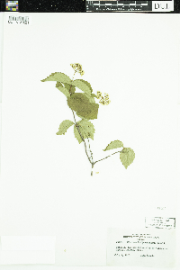 Viburnum rafinesquianum image