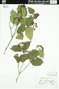 Viburnum rafinesquianum image