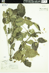 Viburnum rafinesquianum var. affine image