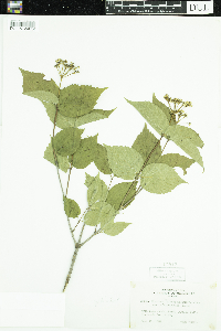 Viburnum rafinesquianum var. affine image