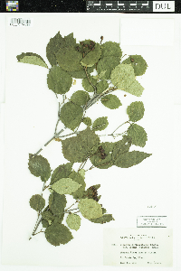 Viburnum rafinesquianum var. affine image