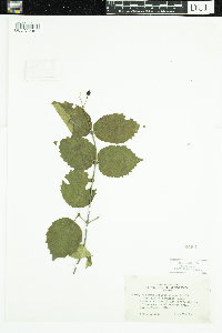 Viburnum rafinesquianum var. affine image