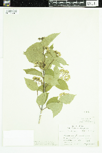 Viburnum rafinesquianum image