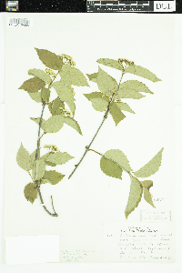 Viburnum rafinesquianum image
