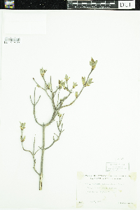 Viburnum rafinesquianum image
