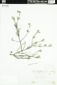 Viburnum rafinesquianum image