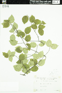 Viburnum rafinesquianum image
