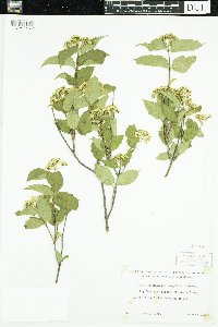 Viburnum rafinesquianum image