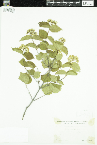 Viburnum rafinesquianum image