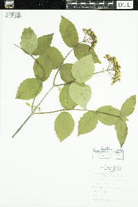 Viburnum rafinesquianum image
