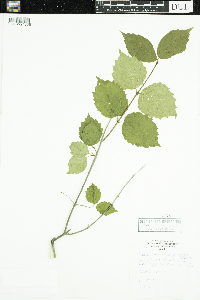 Viburnum rafinesquianum image