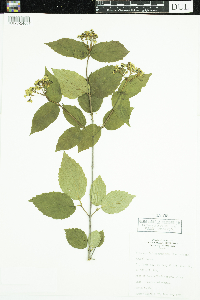Viburnum rafinesquianum image