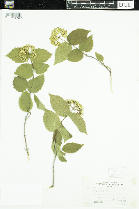 Viburnum rafinesquianum var. affine image