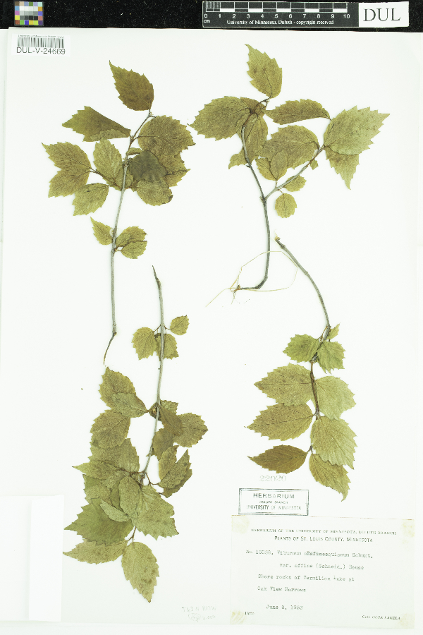 Viburnum rafinesquianum var. affine image
