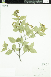 Viburnum rafinesquianum image