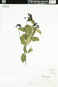 Viburnum rafinesquianum image