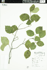 Viburnum rafinesquianum image