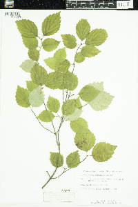 Viburnum rafinesquianum image