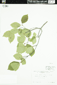 Viburnum rafinesquianum image