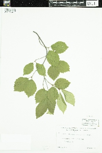 Viburnum rafinesquianum image