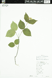 Viburnum rafinesquianum image