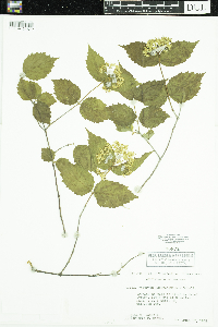Viburnum rafinesquianum image