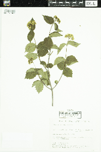 Viburnum rafinesquianum image