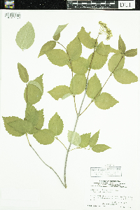 Viburnum rafinesquianum image
