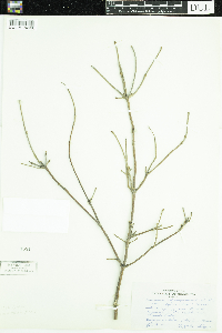 Viburnum rafinesquianum var. affine image