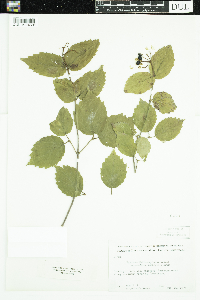 Viburnum rafinesquianum var. affine image