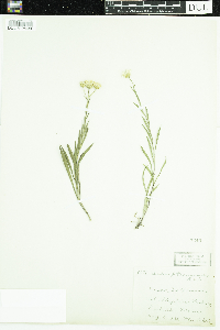 Solidago ptarmicoides image