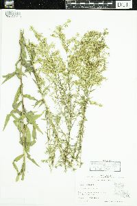 Solidago odora image