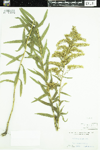 Solidago odora image