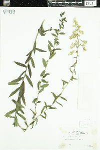 Solidago odora image