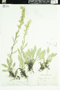 Solidago nemoralis image