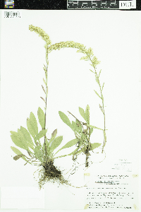 Solidago nemoralis image