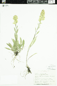 Solidago nemoralis image