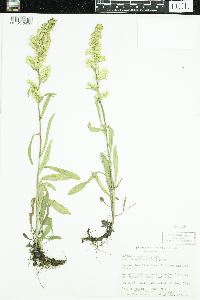 Solidago nemoralis image