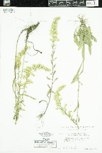 Solidago nemoralis image