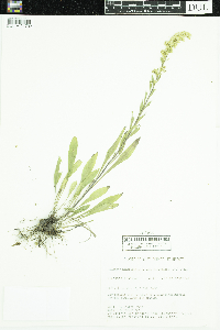 Solidago nemoralis image
