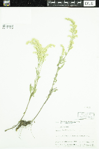 Solidago nemoralis subsp. nemoralis image