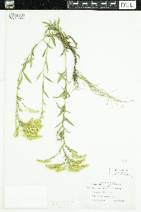 Media resource of Solidago missouriensis