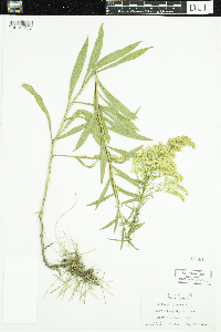 Solidago juncea image