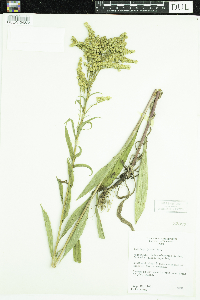Solidago juncea image