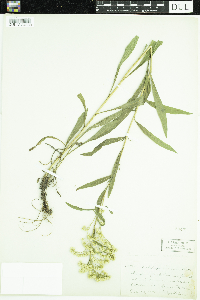 Solidago juncea image