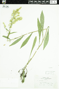 Solidago juncea image