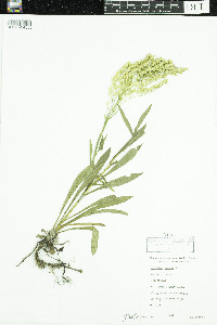 Solidago juncea image