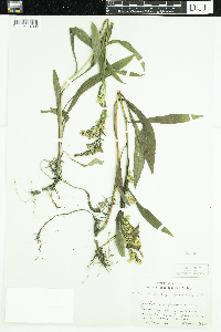 Solidago juncea image