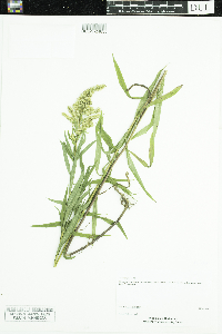 Solidago juncea image