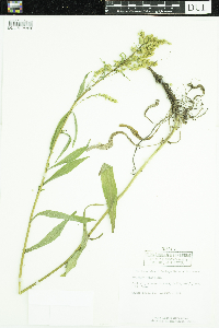 Solidago juncea image